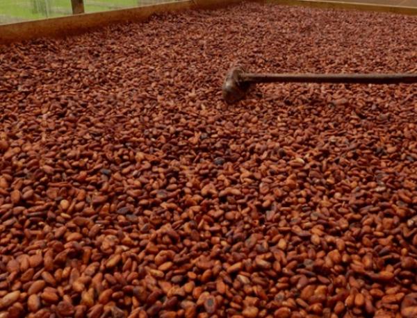  Commercialisation Des Fèves De Cacao Et De Ca - café cacao thé nous recherchons des investisseurs pour un projet de commercialisation d'exportations et de transformation des f&egrave;ves de cacao et de caf&eacute;. 