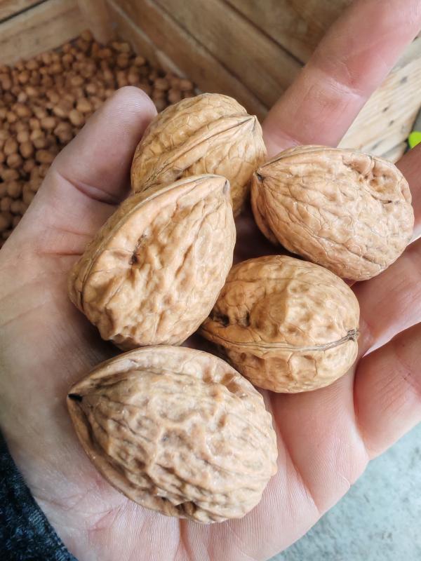  Vends Noix Sèches, Cerneaux, Huile De Noix - fruits et légumes  je suis producteur de noix de grenoble dans l'is&egrave;re. nous sommes une entreprise familiale sp&eacute;cialis&eacute;e dans la noix depuis 4 g&eacute;n&eacute;rations. je vends des noix s&egrave;ches en coques (en sacs ou en vrac) de la variete franquette et la vari&eacute;t&eacut