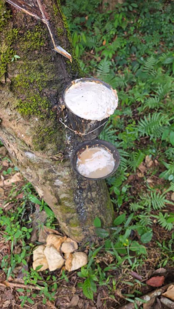  Annonce Très Sérieux - mine terrain concession urgence --annonces très sérieux--un champs d'hévéa de 2 hectares a vendre adarome s/p anyama   pour plus d'info contactez nous   , , , , 