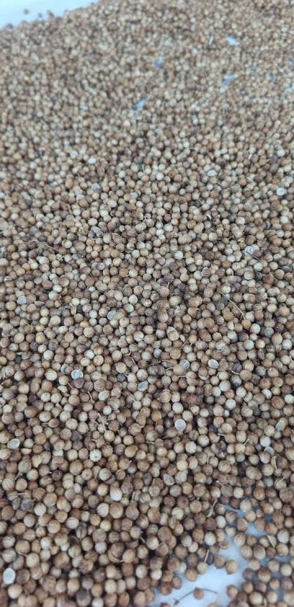  Graine Coriandre - épices aromates coriandre en graine enti&egrave;re. tri&eacute; et sans traitement. 100% naturel --conditionn&eacute; dans des sacs de 40kg. --nous pouvons livrer partout dans le monde.--des &eacute;chantillons peuvent etres envoy&eacute;s &agrave; la demande.--prix- 1550 /t --quantit&eacute;- 8t