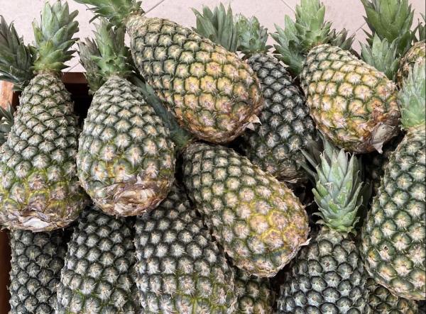  Ananas Pain De Sucre Et Ananas Cayenne Lisse - fruits et légumes  nous disposons d une grande quantit&eacute; d ananas pain de sucre et cayenne lisse destin&eacute;s exclusivement &agrave; l exportation. nos fruits sont soigneusement s&eacute;lectionn&eacute;s avec un poids moyen compris entre 2 kg et 4 kg une chair sucr&eacute;e et une excellente