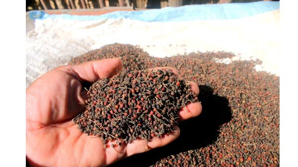  Vente Directe De Poivre Sauvage, - épices aromates coop&eacute;rative de paysans producteurs &agrave; madagascar titre vente directe de poivre sauvage vanille naturelle et cacao fin producteurs de madagascar nous sommes une coop&eacute;rative de paysans producteurs bas&eacute;e &agrave; antalaha la capitale mondiale de la vanille regroupa