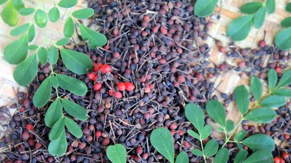  Direct Sales Of Wild Pepper Madagascar - aromatic spices farmers' cooperative in madagascar we are a farmers' cooperative based in antalaha the vanilla capital of the world bringing together more than 2 354 members engaged in the harvesting and production of wild pepper bourbon vanilla and fine cocoa from madagascar. our products come directly