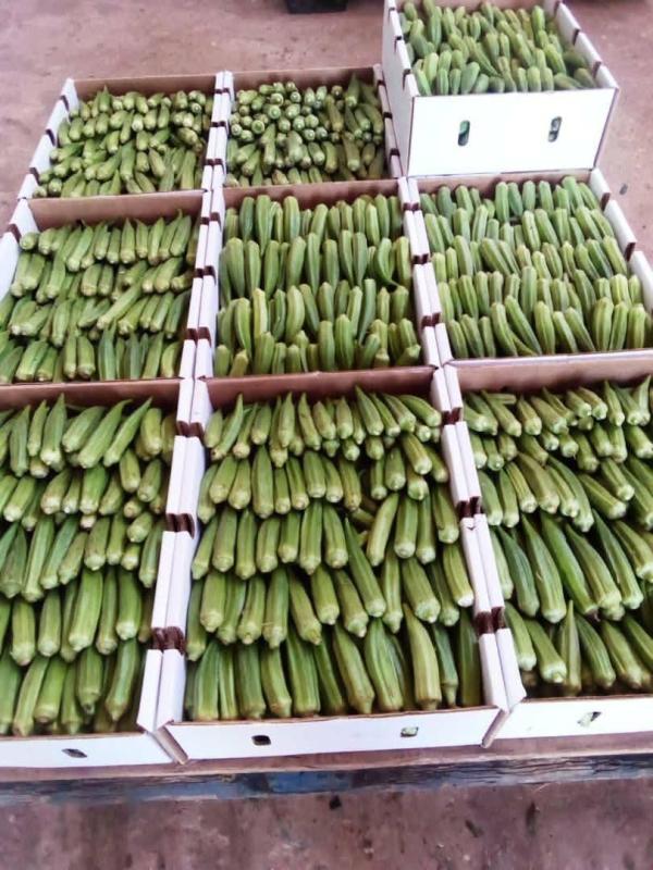  Gombos Frais Du Sénégal - fruits et légumes d&eacute;couvrez le vrai go&ucirc;t du gombo africain cultiv&eacute; sous le soleil du s&eacute;n&eacute;gal r&eacute;colt&eacute; &agrave; maturit&eacute; et exp&eacute;di&eacute; avec soin pour pr&eacute;server toute sa fra&icirc;cheur et sa qualit&eacute;. produit gombos frais d origine