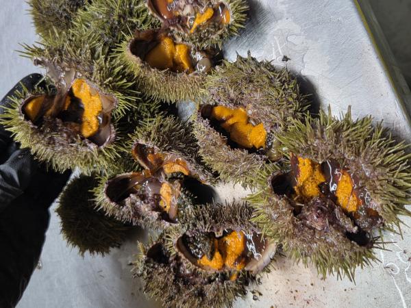  Oursins Et Produits De Oursin - poissons je veux vendre des oursins dans r&eacute;gion martiniaue guadeloupe  &agrave; partir c du canada dans un premier temps par la suite on pourrait fournir des oeufs ou congel&eacute;s dans des emballages au choix du client. la p&eacute;riode d exp&eacute;dition est l automne ou le printemps des phot