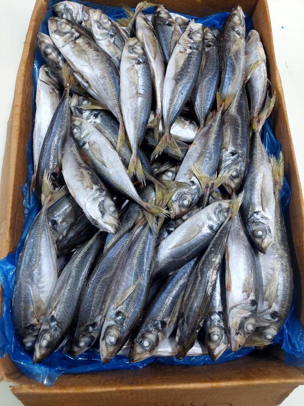  Fournisseur De Poissons Fruits De Mer Conge - poissons nous sommes un fournisseur sp&eacute;cialis&eacute; dans les produits de la mer congel&eacute;s bas&eacute; &agrave; dakhla – maroc une r&eacute;gion reconnue pour la richesse et la qualit&eacute; exceptionnelle de ses ressources halieutiques. nos produits disponibles 	•	poissons mulet