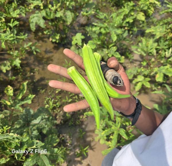  Ce Projet Agricole Me Tient Cœur - céréales offrez &agrave; vos plats la touche authentique avec nos ngombo frais et naturels accompagn&eacute; du s&eacute;sames haricotet piment parfaits pour en profiter et partager en familles. 