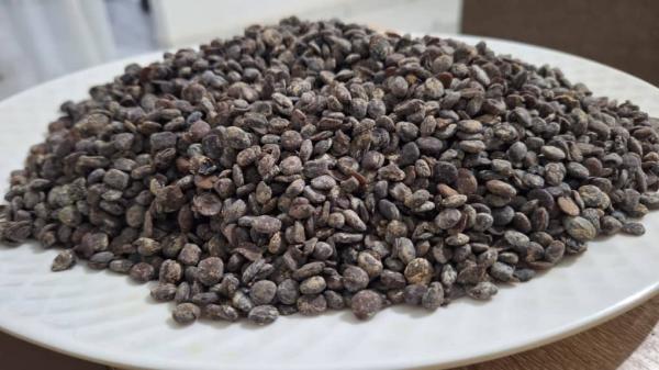  Grain De Soumara Séché - fruits secs et graines grillées bonjour &agrave; tous, ----je dispose de 30kg de grain de soumara s&eacute;ch&eacute; sans sable ou caillou.----grain de soumara bien s&eacute;ch&eacute;. ----le kilogramme &agrave; 7000f cfa.----produit disponible &agrave; abidjan. 