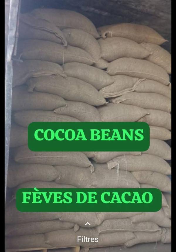  Sale Of Cocoa Beans Vente De Fèves De Cacao -  advertising new products  sale of cocoa beans / vente de f&egrave;ves de cacao export of cocoa beans / exportation des f&egrave;ves de cacao origin of cocoa beans lib&eacute;ria guinea conakry ghana monthly capacity more than 1000 tons per month
