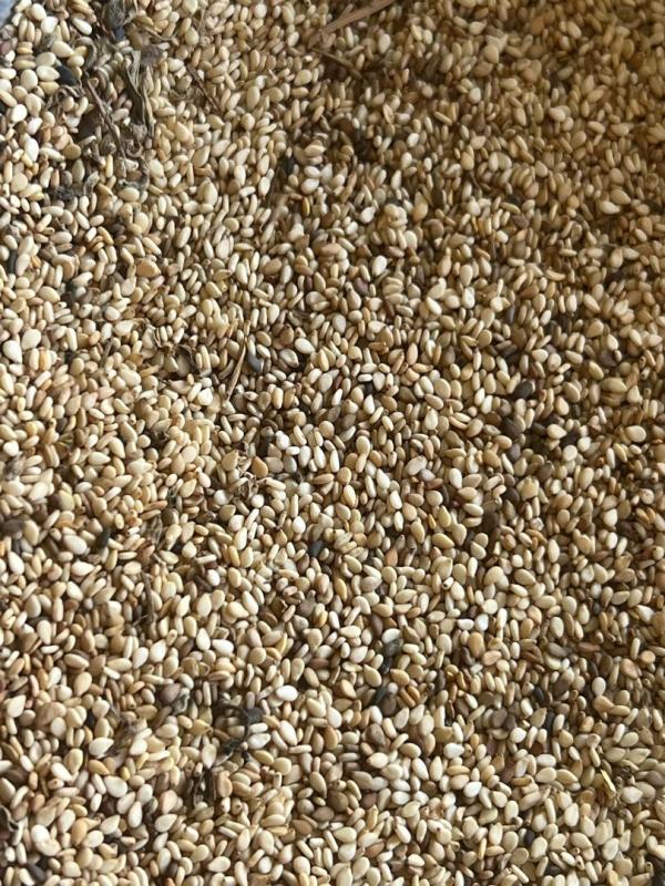  Sesame Disponible Chez Vous - fruits secs et graines grillées nous disposons de 300 tonnes de s&eacute;sames aux prix comp&eacute;titif exw--nous pouvons vous faire une cotation fob ou cif de votre port de pr&eacute;f&eacute;rence