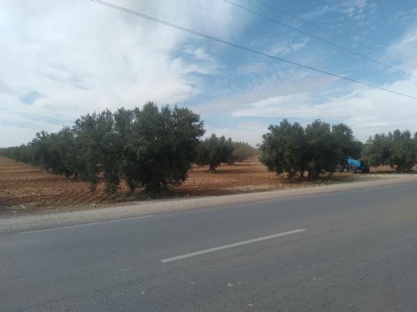  Cherche Partenaire Financier. - fruits et légumes je suis une entreprise en cours de cr&eacute;ation implant&eacute;e en tunisie dans le secteur des cultures mara&icirc;ch&egrave;res. l'investissement total s'&eacute;l&egrave;ve &agrave; 370 000 euros et je serais ravi de trouver un partenaire motiv&eacute; pouvant participer &agrave; hauteur de 10