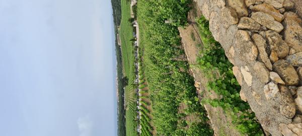  Vente De Vin Rouge - vins domaine viticole situ&eacute; dans les pyr&eacute;n&eacute;es orientales (66) vend vin rouge/ros&eacute;/blanc en citerne. les volumes disponibles sont importants 50hl rouge (2025) 13.5&deg; sans igp. 