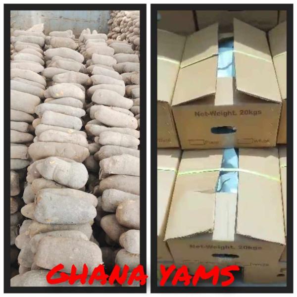  Ignames Du Ghana - fruits et légumes  chers lecteurs nous sommes exportateur d'igname du ghana nous recherchons des clients avec qui coop&eacute;rer. avec nous vous pouvez acheter de une palette un demi contente ou un conteneur entier. nous proposons &eacute;galement divers produits du ghana tel que le kaolin le gari le 