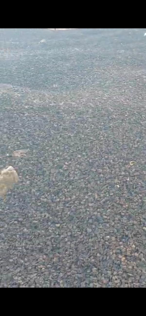  Coque De Noix De Cajoux - autres offre coques de cajou burkina faso. 12 000 t/an. &eacute;nergie abrasifs composites. qualit&eacute; prix livraison assur&eacute;s.