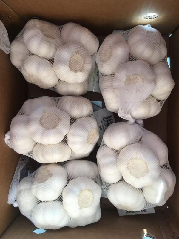  Vente Ail Rouge Et Blanc - fruits et légumes  ail rouge et blanc disponible &agrave; l'export. diam&egrave;tre 50 mm en sac de 25 ou 50 kg voir dans carton. 960 sacs pour 24 tonnes. contactez nous vite via whatsapp ou par mail. 