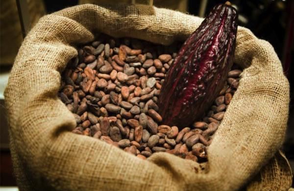  Fève De Cacao Qualité Supérieur - café cacao thé  nous avons de dispo en fob sur le port abidjan + 50 000 tonnes de f&egrave;ves de cacao de haute qualit&eacute; avec la possibilit&eacute; de faire une f&egrave;ve sp&eacute;cifique pour les chocolatiers qui veulent avoir une saveur particuli&egrave;re car il y a un des meilleurs profess