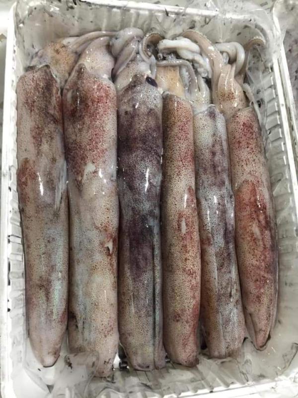  Fournisseur De Poissons Au Gros (maroc) - poissons  je me permets de vous contacter pour vous pr&eacute;senter notre soci&eacute;t&eacute; sp&eacute;cialis&eacute;e dans l’exportation de poissons frais et congel&eacute;s depuis le maroc (dakhla et agadir). nous travaillons directement avec les chalutiers de peche et les usines agr&eac