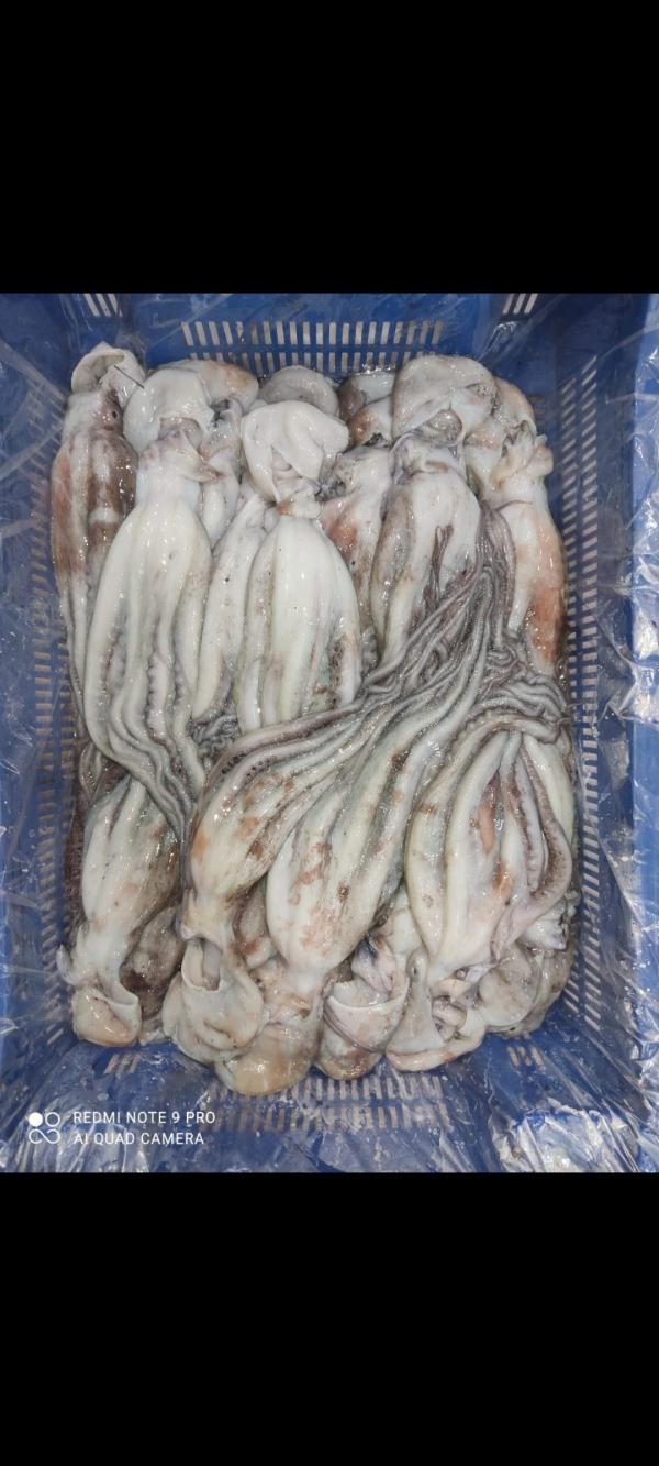  Grossiste En Poulpe Pieuvre) - poissons  a tous .je suis un jeune commer&ccedil;ant peut fournir des quantit&eacute;s journali&egrave;res de 500 kg / une tonne par jour de plusieurs calibre de pieuvre surgelation disponible sur alger merci.