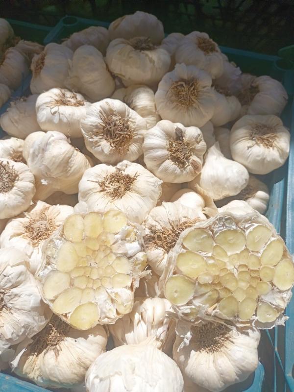 Ail D'egypte - fruits et légumes ail de tr&egrave;s bonne qualit&eacute; d'egypte disponible. vous pouvez commander un conteneur de 40' au minimum. veuillez me contacter en priv&eacute; pour plus d'informations. cordialement 