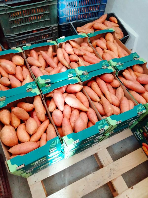  Patates Douces - fruits et légumes  &agrave; tous voici des patates douces d'egypte de tr&egrave;s bonne qualit&eacute;. le prix est de 720 dollars la tonne. veuillez nous contacter pour plus d'informations.