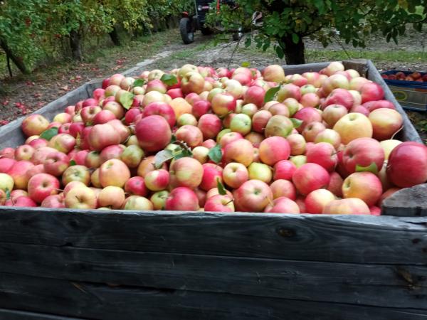  Offre De Pommes En Gros - fruits et légumes nous proposons de livrer partout en europe des pommes cultiv&eacute;es dans un bassin de vergers reconnue pour son micro climat en gros en sachet ou en cartons de diff&eacute;rentes quantites. nous pouvons livrer &eacute;galement du jus de pomme en gros. nous cultivons plusieurs vari&eacute;t&ea