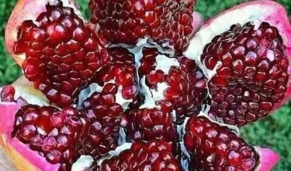  Grenade Tunisienne Premium Qualité D export - fruits et légumes  la saison des grenades tunisiennes est ouverte ! nous proposons des grenades fra&icirc;ches naturelles et de haute qualit&eacute; cultiv&eacute;es dans les r&eacute;gions les plus r&eacute;put&eacute;es de tunisie . vari&eacute;t&eacute;s disponibles gabsi mechmechia et tounsi 