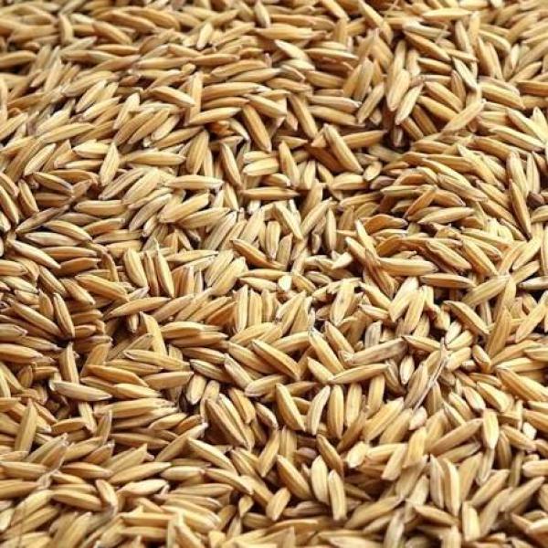  Besoins Du Riz Non Décortiquer Au Niger - fruits secs et graines grillées bonsoir cher partenaire. nous avons besoins d'un vendeur qui dispose d'un stock important du riz non d&eacute;cortiquer au niger. la quantit&eacute; total voulue est de 10.000 tonne. nous voulons travailler sur charg&eacute; pay&eacute; sur l'emplacement du vendeur directement. s'il vous pla&icirc;t