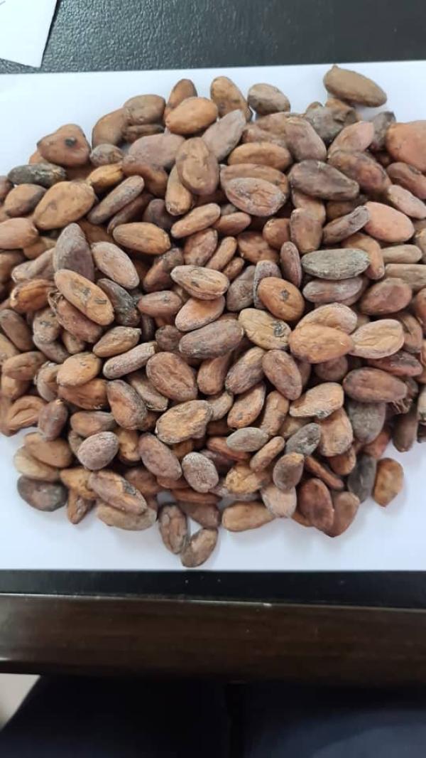  Offre Cafe Cacao - café cacao thé nous proposons les produits suivants  f&egrave;ves de cacao origine c&ocirc;te d'ivoire r&eacute;colte 2025 bonne qualit&eacute;. port de chargement  abidjan ou san pedro. type de conteneur  option de l'acheteur. emballage  option de l'acheteur. grains de caf&eacute;  arabica et rob