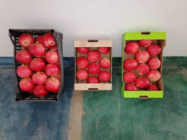  Grenades Wonderful, Gabsi, Testoui, Tounsi... - fruits et légumes nous avons une grande production de grenades nous sommes en pleine saison notre produit et de qualit&eacute; premium plusieurs vari&eacute;t&eacute;s sont disponibles rapidit&eacute; de pr&eacute;paration de la commande. produit avec certificat phytosanitaire.