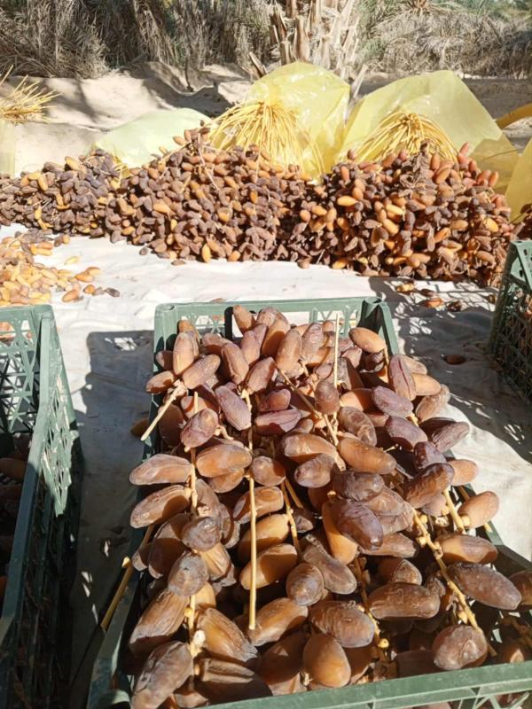  Dattes Deglet Ennour De La Tunisie - fruits et légumes graine d or du sahara tunisien r&eacute;colt&eacute;e &agrave; maturit&eacute; calibr&eacute;e pour l export conditionn&eacute;e pour vos march&eacute;s internationaux. dattes sur branche qualit&eacute; premium pour march&eacute; gourmet. dattes standard (sans branche) calibr&eacute;es par 