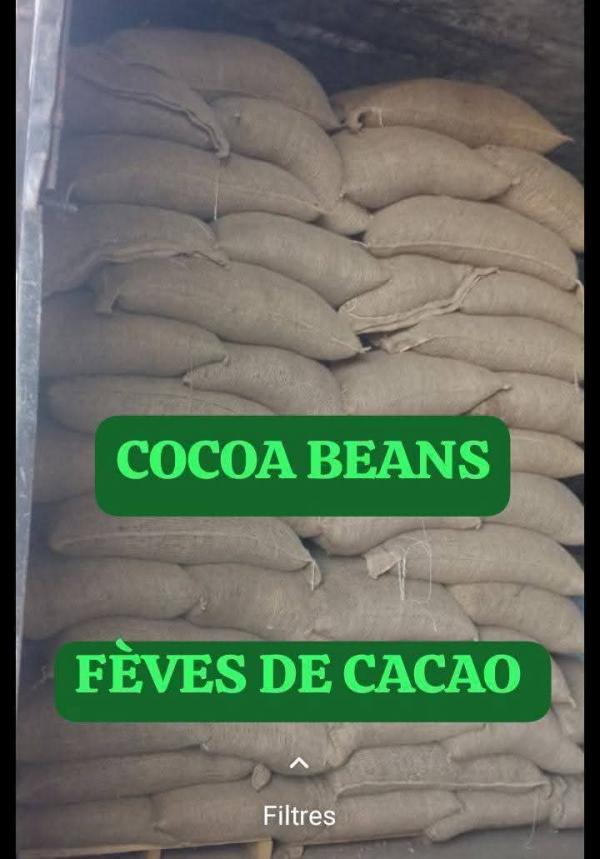  Export Of Cocoa Beans - coffee cocoa tea  sale of cocoa beans / vente de f&egrave;ves de cacao export of cocoa beans / exportation des f&egrave;ves de cacao origin of cocoa beans lib&eacute;ria guinea conakry ghana monthly capacity more than 1000 tons per month 