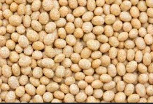  Fournisseurs De Céréales Soja Et Maïs - céréales nous sommes une entreprise qui fournit du soja biologique et conventionnel de qualit&eacute; &agrave;. prix r&eacute;duit. nous disposons en quantit&eacute; du maïs blanc et jaune  pouvant etre export&eacute; au gabon,  au congo et autres. --nos prix sont tr&egrave;s avantageux. prix fob  240 euros/t