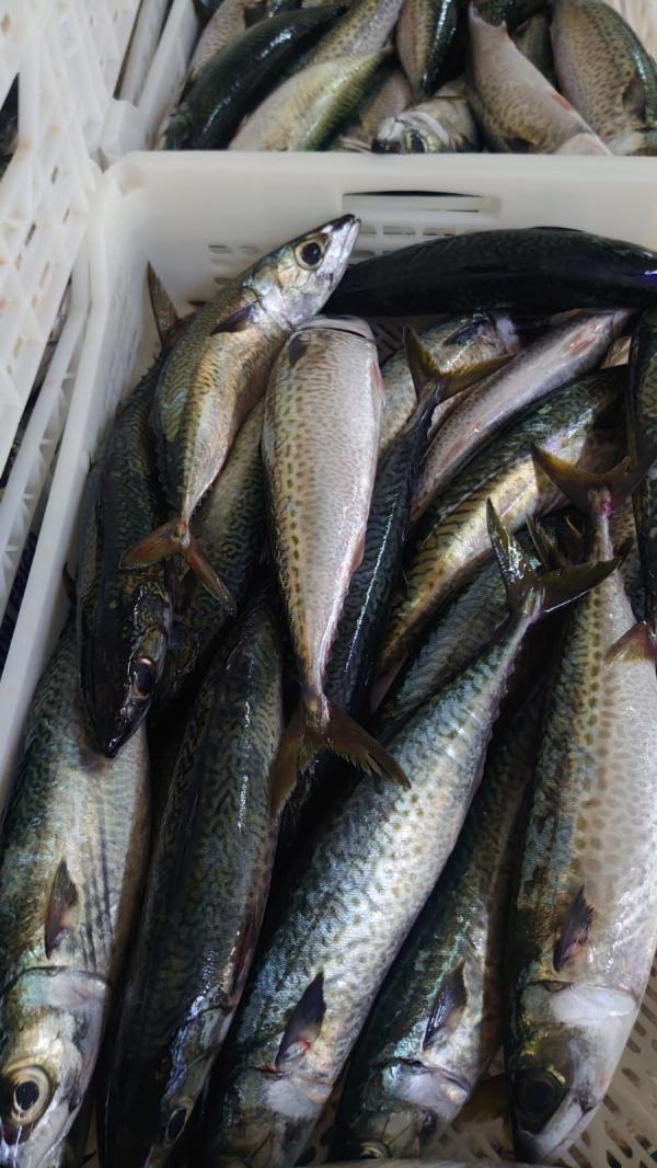  Exportateur De Poissons Et Fruits De Mer - poissons nous sommes une soci&eacute;t&eacute; marocaine sp&eacute;cialis&eacute;e dans l’exportation de poissons frais et congel&eacute;s vers l’afrique l’europe l’asie et le moyen orient. nos produits proviennent directement des chalutiers de peche marocains et sont trait&eacute;s dans nos usines agr&ea