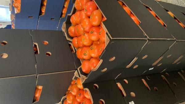  Fruits Légumes Frais Maroc Saison 2025/26 - fruits et légumes nous sommes une entreprise sp&eacute;cialis&eacute;e dans l’exportation de fruits et l&eacute;gumes frais cultiv&eacute;s avec soin au maroc et s&eacute;lectionn&eacute;s pour leur qualit&eacute; fra&icirc;cheur et conformit&eacute; aux normes internationales. produits disponibles piment vert 