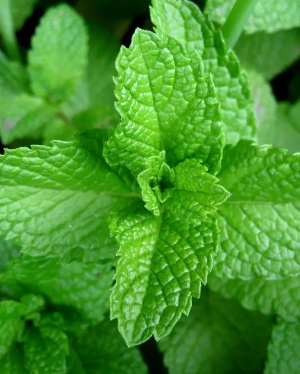  Variété De Menthes Marocaines Beldi - épices aromates   je recherche un certain nombre de clients pour tester une vari&eacute;t&eacute;s de menthes marocaines fra&icirc;ches enti&egrave;rement locales sans pesticides et tr&egrave;s r&eacute;sistantes aux transports. je suis install&eacute; en belgique et des &eacute;chantillons pourront vous