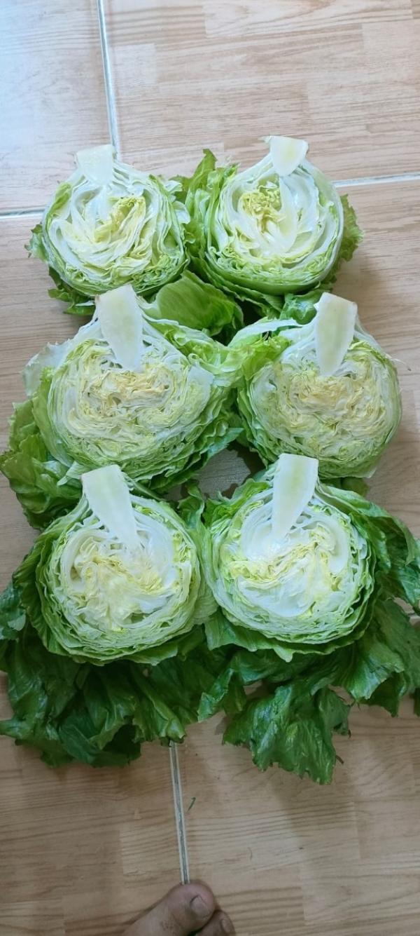 Salade Iceberg - fruits et légumes  nous vous proposons de la salade iceberg. veuillez me contacter pour toutes informations.