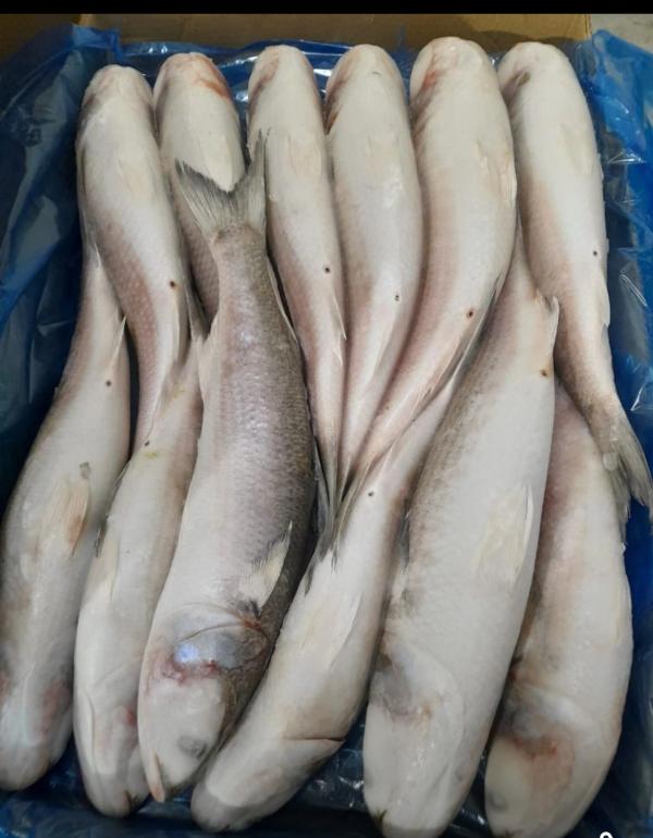  Mullet - poissons nous cherchons des clients pour acheter notre poisson mullet congel&eacute; 800g 1200g par pi&egrave;ce de tr&egrave;s bonne qualit&eacute; et emballage. si vous etes int&eacute;ress&eacute; n’h&eacute;sitez pas &agrave; nous contacter. 