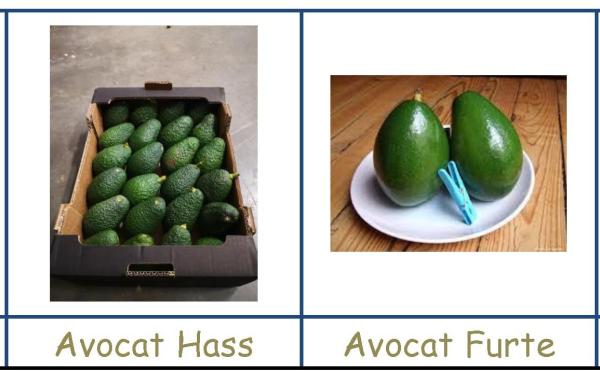  Avocats Hass Et Tropical Partenariat - fruits et légumes  cherche partenaires pour distribution d'avocats. nous cherchons des partenaires pour la mise en place d'un r&eacute;seau de distribution d'avocats bateau et d'avocats avion sur le plan international. 01. avocats hass et tropical 02. banane fruits 03. ananas 04. noix de coco 05. mangue 06