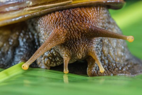  Am Looking To Buy Or Sell Snail Slime - live animals porducer of large scale snail slime we have a farma and we can get up to 2kg of natural snail slime per week form our extraction farm. we looking to buy or sell snail slime world wide you can contact me for more details 