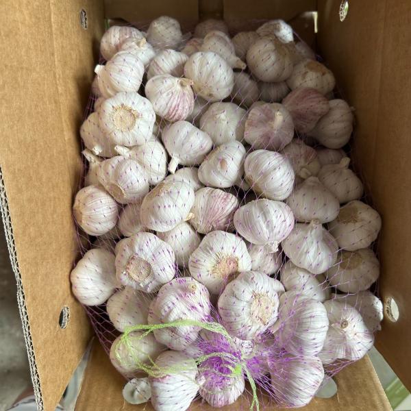  Vente D'ail En Gros - fruits et légumes  je suis op&eacute;rateur &eacute;conomique du burkina faso. actuellement j'ai deux conteneurs de 40pied d'ail haute qualit&eacute; provenance chine disponible au port de lom&eacute; un recherche un acheteur minimum un conteneur mon num&eacute;ro whatsapp 