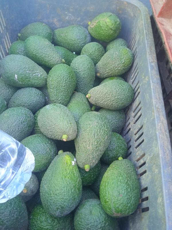  Exportation Avocat - fruits et légumes nous sommes exportateur de fruits et l&eacute;gumes nous disposons de l' avocat conditionn&eacute; et emball&eacute; pour exp&eacute;dition qualit&eacute; et disponibilit&eacute; 