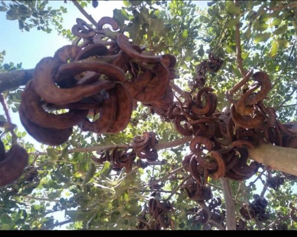  Vente De Caroube - fruits et légumes en été,  nous récoltons les fruits du caroubier,  qui sont utilisés dans plusieurs procédés industriels,  et je peux en fournir de grandes quantités,  plus de 100 tonnes.