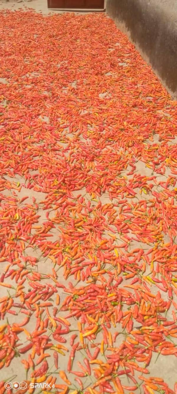  Piment Rouge Sec En Vente - épices aromates bonjour cher réseau. j'espère que vous allez bien ? --nous disposons actuellement de 100 tonnes de piment sec. le prix s'élève à 60, 000 fcfa/ sac abojou.--n'hésitez pas à me contacter si vous etes intéressé pour d'autres détails s