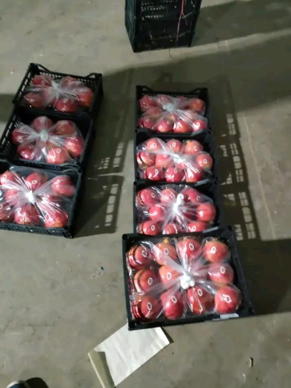  Grenades Wonderful, Gabsi, Testoui, Tounsi... - fruits et légumes nous proposons des grenades de haute qualit&eacute; cueillies &agrave; maturit&eacute; pour un ar&ocirc;me et une couleur optimaux. id&eacute;ales pour la distribution march&eacute;s supermarch&eacute;s et transformation. vari&eacute;t&eacute; local / agr&eacute;&eacute;e export condition