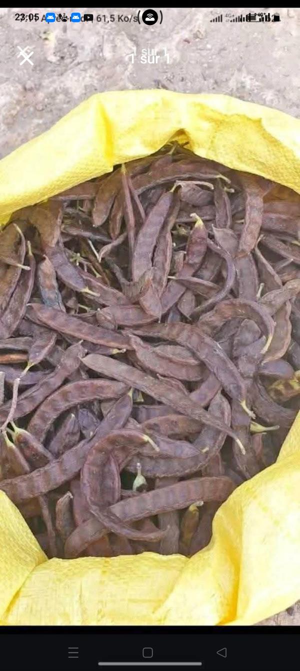  Karoub - fruits et légumes je vend le kharoub premier choix de l'alg&eacute;rie si quelqu'un est int&eacute;ress&eacute; pour le kharoub me contacter sur mon num&eacute;ro au bien s&ucirc;r message priv&eacute; annonceur de algerie