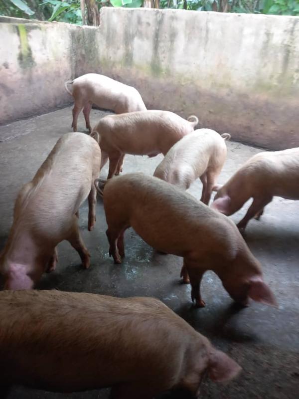  Vente De Viande De Porcs - viandes et oeufs notre ferme dispose de plus de 20 porcs &agrave; maturit&eacute; et qui sont pret &agrave; etre vendu. nous recherchons des clients qui en ont besoins.