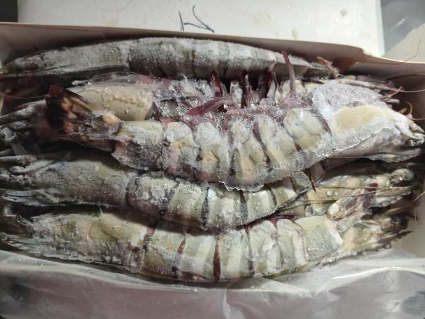  Crevettes Et Poissons Surgelés - poissons  et bienvenu chez . nous vous proposons une s&eacute;lection de fruits de mers(crevettes enti&egrave;res ou d&eacute;cortiqu&eacute;e crevettes tigr&eacute;s)et des poissons surgel&eacute;s(ombrines sardinelles dorade thiof rouget barracuda sompate seiches brochette m&eacute;rou ). 