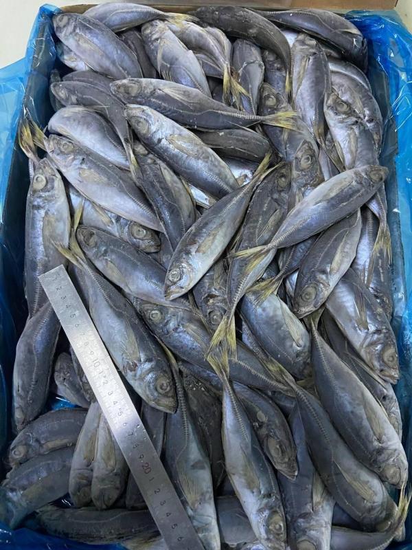  Recherche De Partenaires - poissons bonjour tout le monde, je cherche une soci&eacute;t&eacute; qui produit de poisson frais,  chainchard,  thomson et d autres poissons plus de 10 tonnes ou plus par mois selon la capacit&eacute; de production de la soci&eacute;t&eacute;,  nous avons besoin de signer un protocole d accord a long terme,  c e