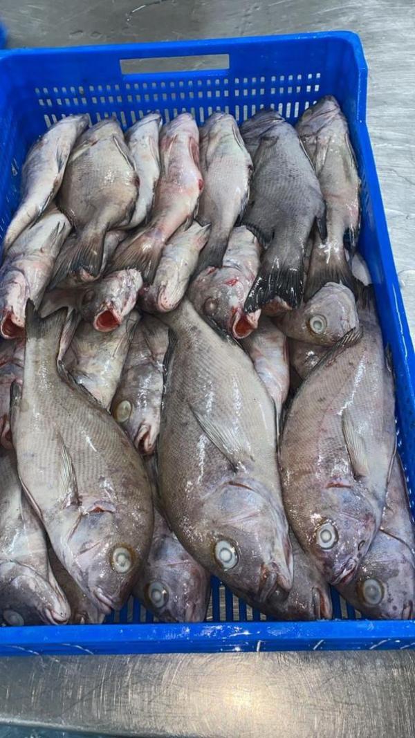  Recherche De Société De Poisson Frais - fish hello everyone i am an entrepreneur living in the democratic republic of congo looking for a company that produces fresh fish chainchar and thomson and other fish more than 10 tons per month depending on the production capacity of the company we need to sign a long term memorandum of understandin