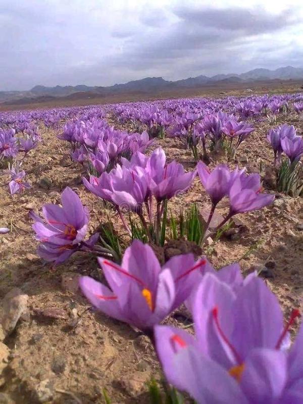  Safran Et Bulbe De Safran - fruits et légumes je met en vente le safran et bulbe de safran  la quantit&eacute; est disponible et de haute qualit&eacute; cultiv&eacute; en algerie avec des norme international avec le serteficat iso .
